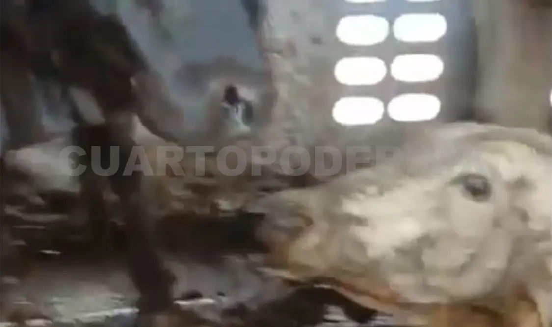 Muere ganado en casetas de inspección