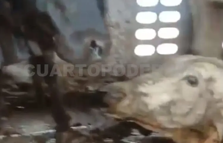 Muere ganado en casetas de inspección