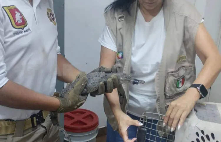 Rescatan a cría de cocodrilo en alcantarilla