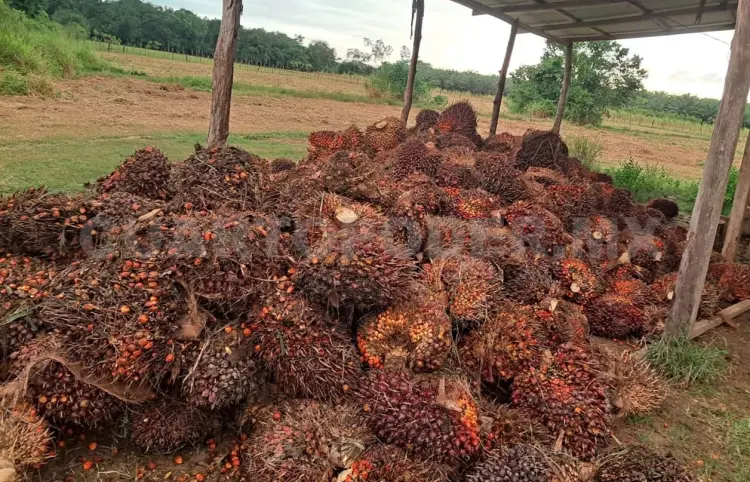 Palmicultores obligados a rematar su producto