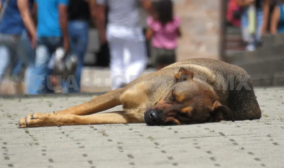 Propondrán cárcel por maltrato animal