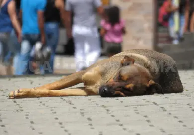 Propondrán cárcel por maltrato animal