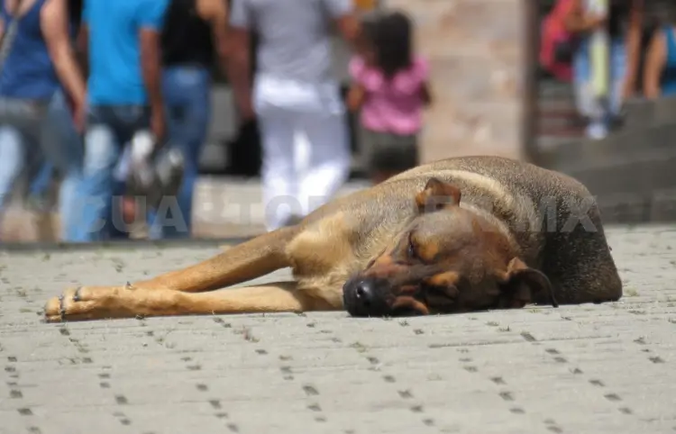 Propondrán cárcel por maltrato animal