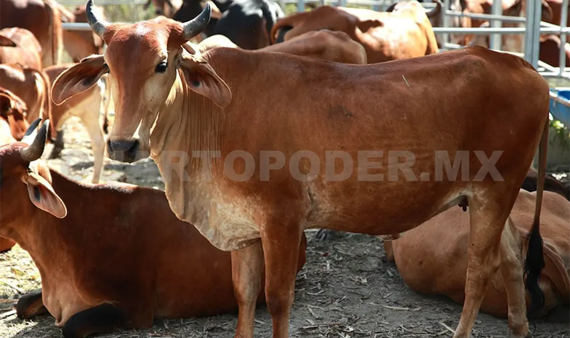 Las autoridades de ambos países continúan trabajando para frenar la plaga que pone en riesgo al ganado. Diego Pérez / CP