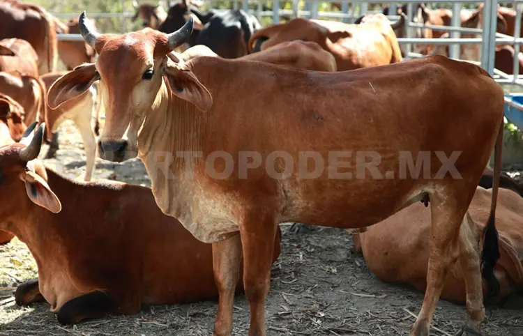 Buscan producir moscas estériles del barrenador