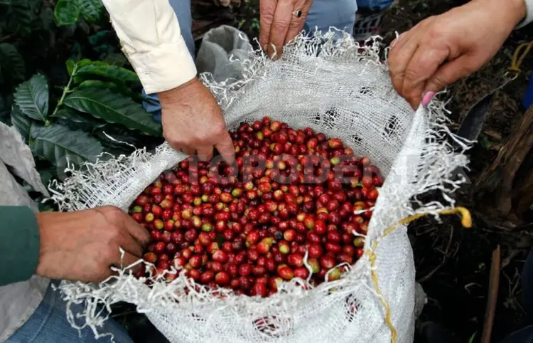 Presentan biotecnologías para el cultivo de café