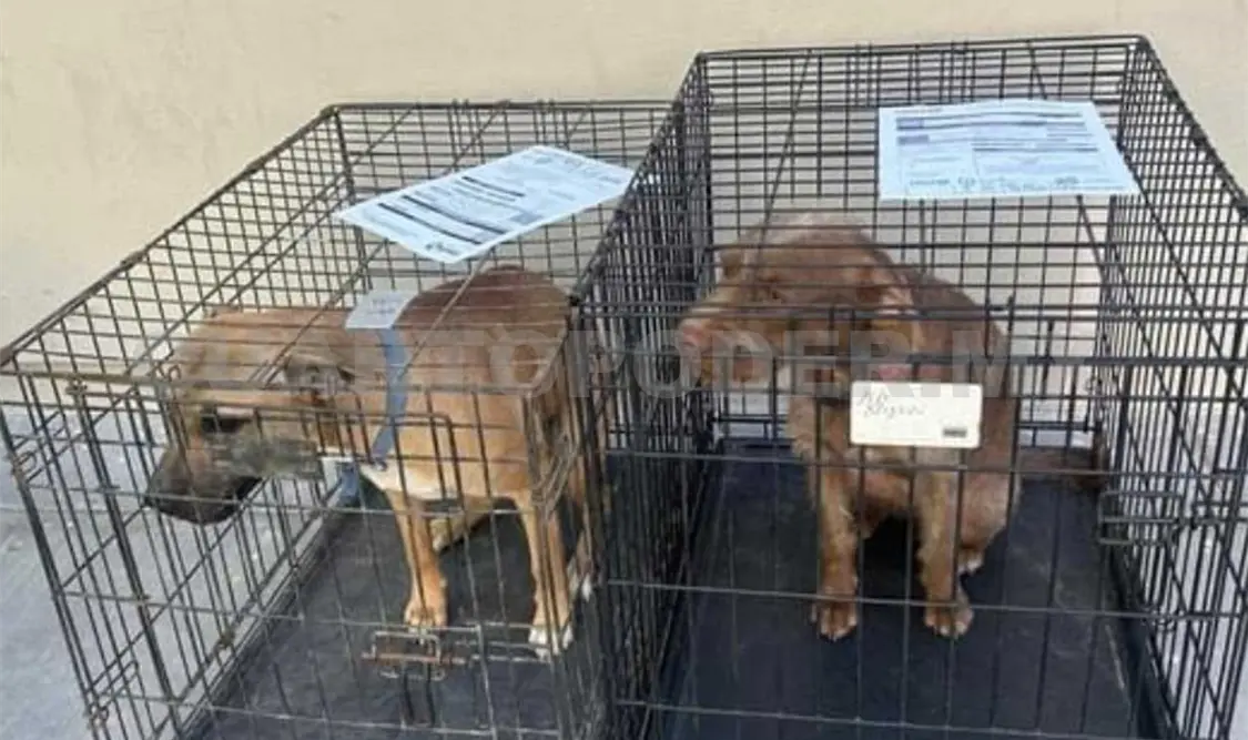 La fundación exhortó a aprovechar este beneficio para evitar perros en la calle. Manuel Martínez / CP