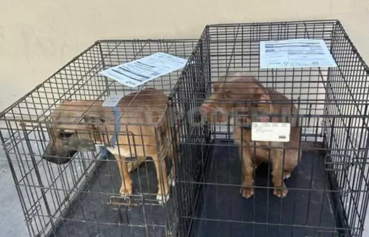 Esterilizan perros y gatos en San Cristóbal