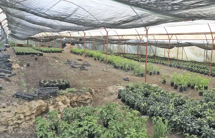 Golpea calor a productores de plantas y flores