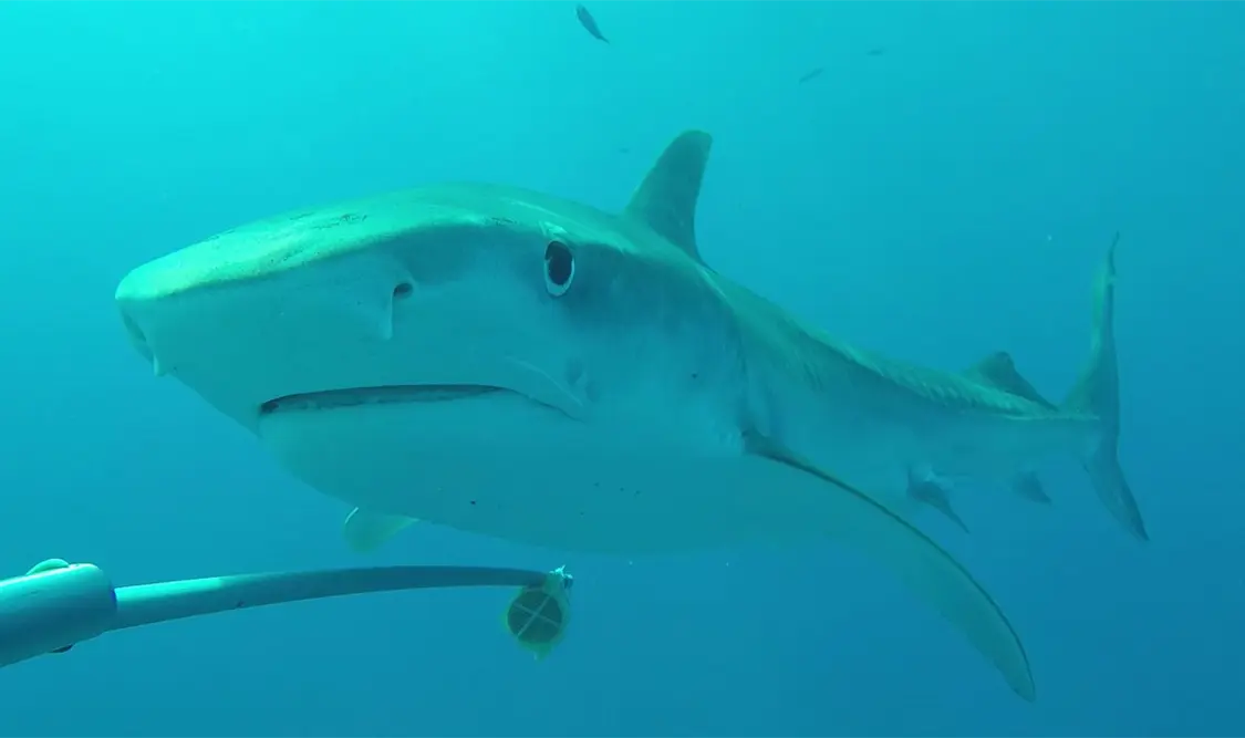 Gobernadora promueve conservación de tiburones