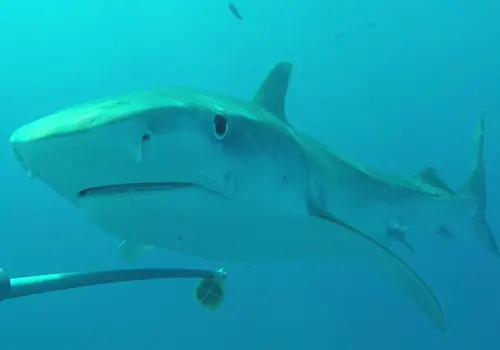 Gobernadora promueve conservación de tiburones