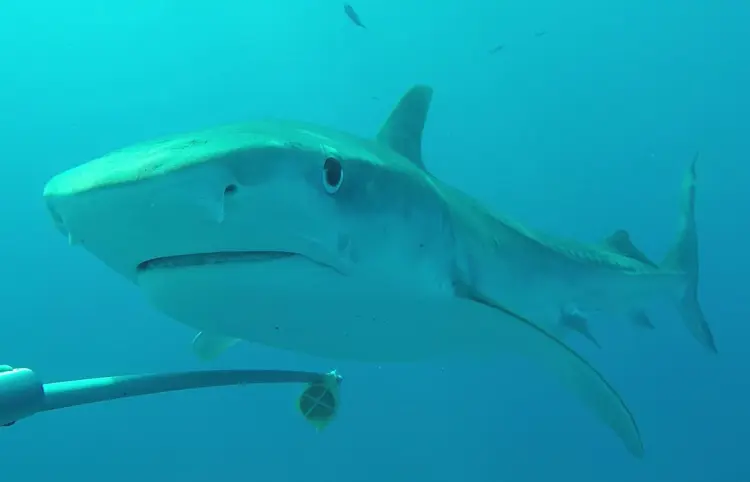 Gobernadora promueve conservación de tiburones