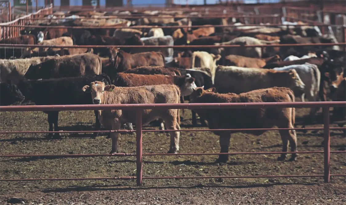 Suspenden exportación de ganado por 15 días