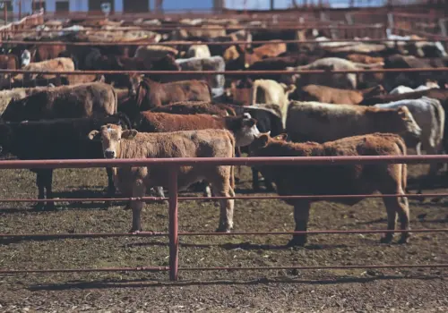 Suspenden exportación de ganado por 15 días