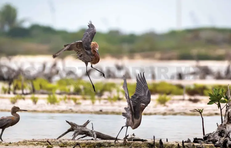 Celebran aporte vital de las aves