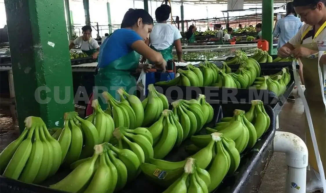 Denuncian ingreso irregular de plátano