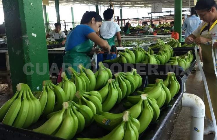 Denuncian ingreso irregular de plátano