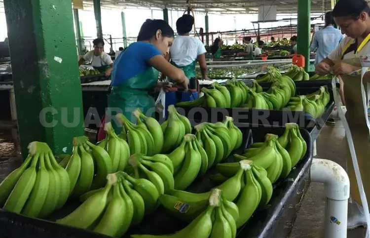 Denuncian ingreso irregular de plátano
