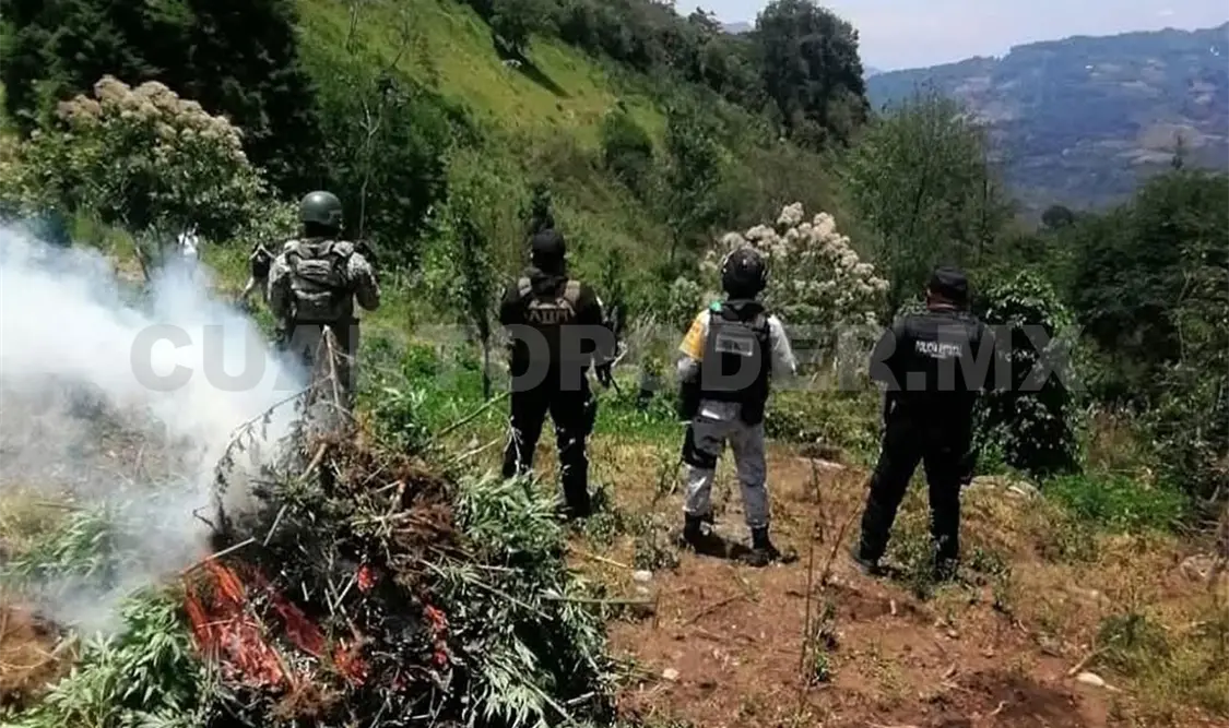 Destruyen una hectárea de plantío de marihuana