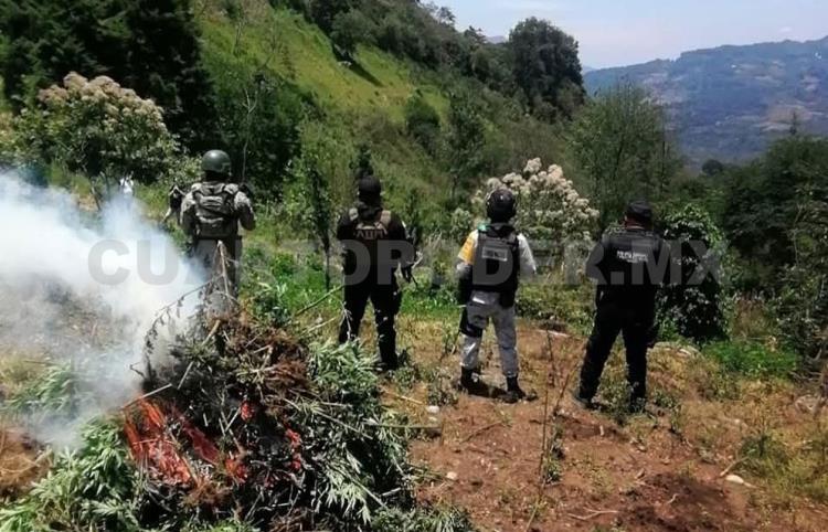 Destruyen una hectárea de plantío de marihuana