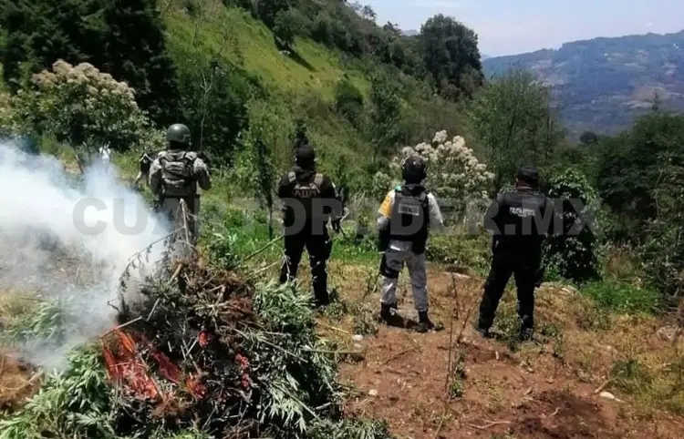 Destruyen una hectárea de plantío de marihuana