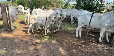 Más de un millón de ganado ingresa ilegalmente