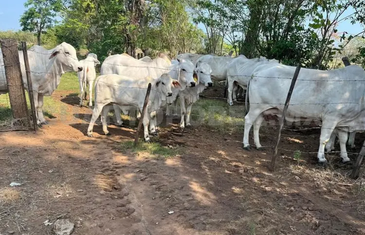 Más de un millón de ganado ingresa ilegalmente