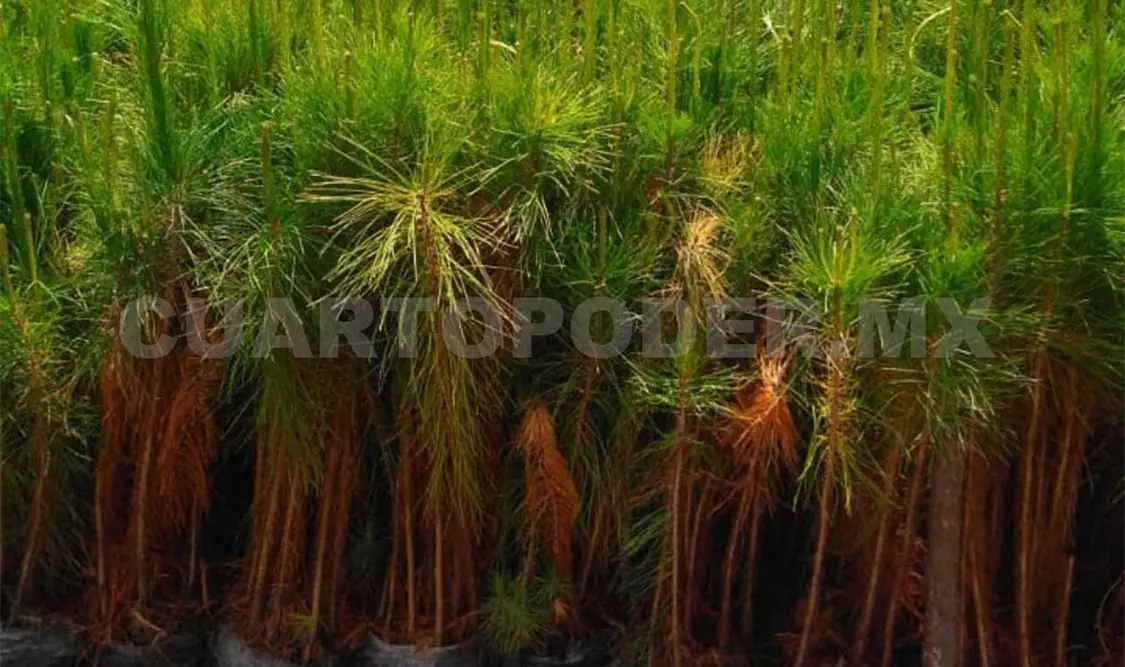 Los interesados deberán llevar ropa adecuada para campo y alimentos para compartir. Manuel Martínez / CP