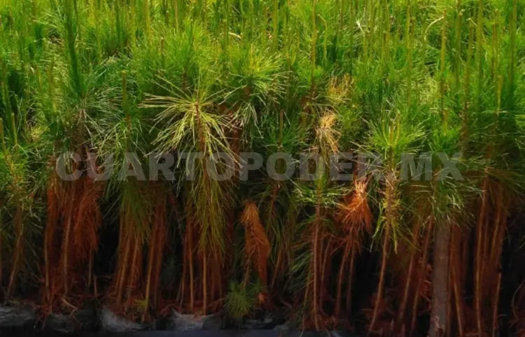 Realizarán campaña anual de reforestación