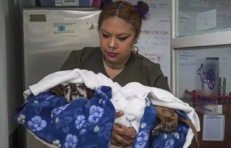 En Mérida detectan gusano barrenador en un perro