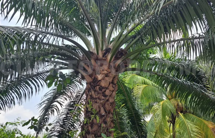 Aumenta 30 % el área de cultivo de palma de aceite