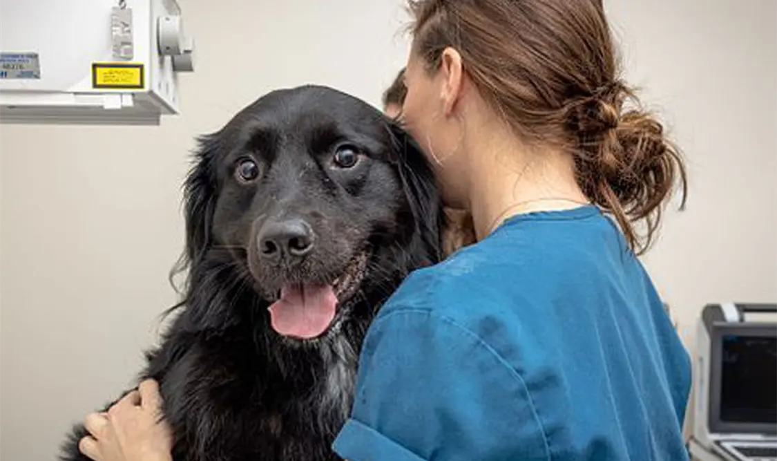 Los chequeos periódicos ayudan a detectar problemas a tiempo y prevenir enfermedades en animales. Cortesía