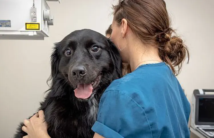 Cómo cuidar a las mascotas del gusano barrenador