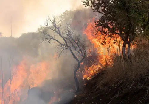 Chiapas, a la baja en incendios forestales