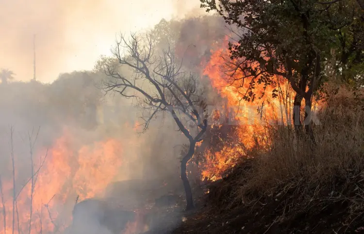 Chiapas, a la baja en incendios forestales