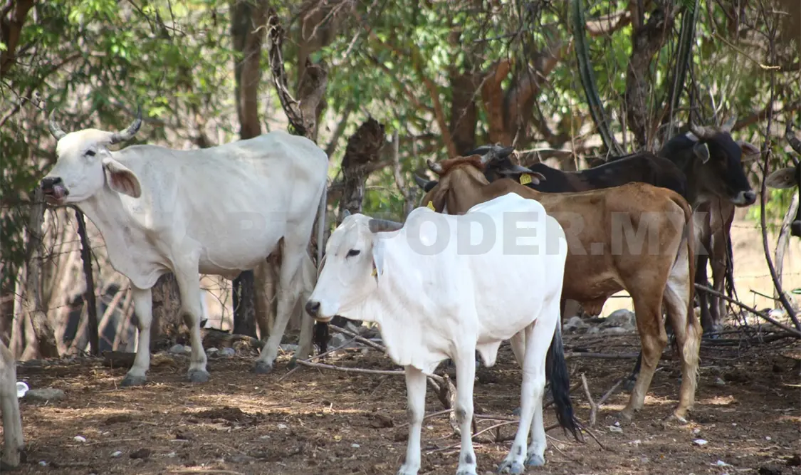 Refieren que la medida de la moscas estériles es muy amigable con el medio ambiente. Carlos López / CP
