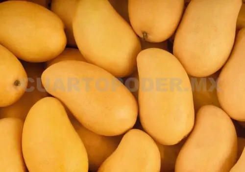 Estado líder en producción de mango y plátano