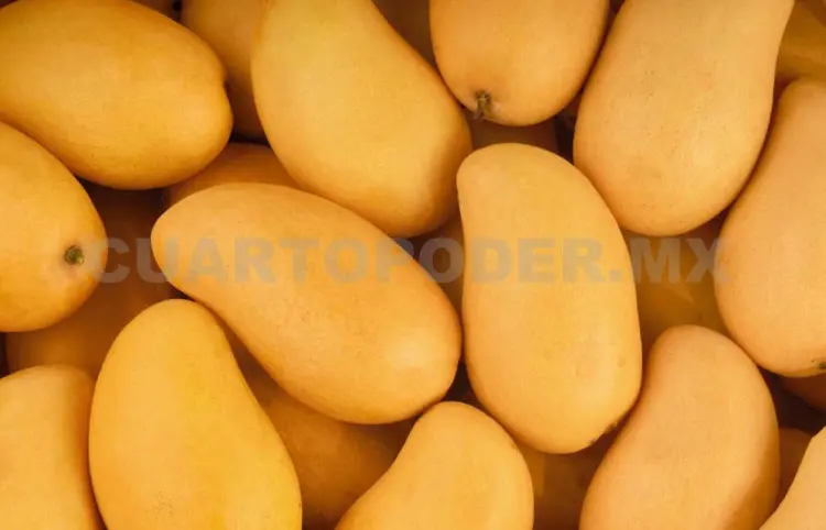 Estado líder en producción de mango y plátano