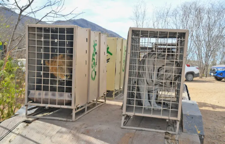 Violencia cierra refugio de animales