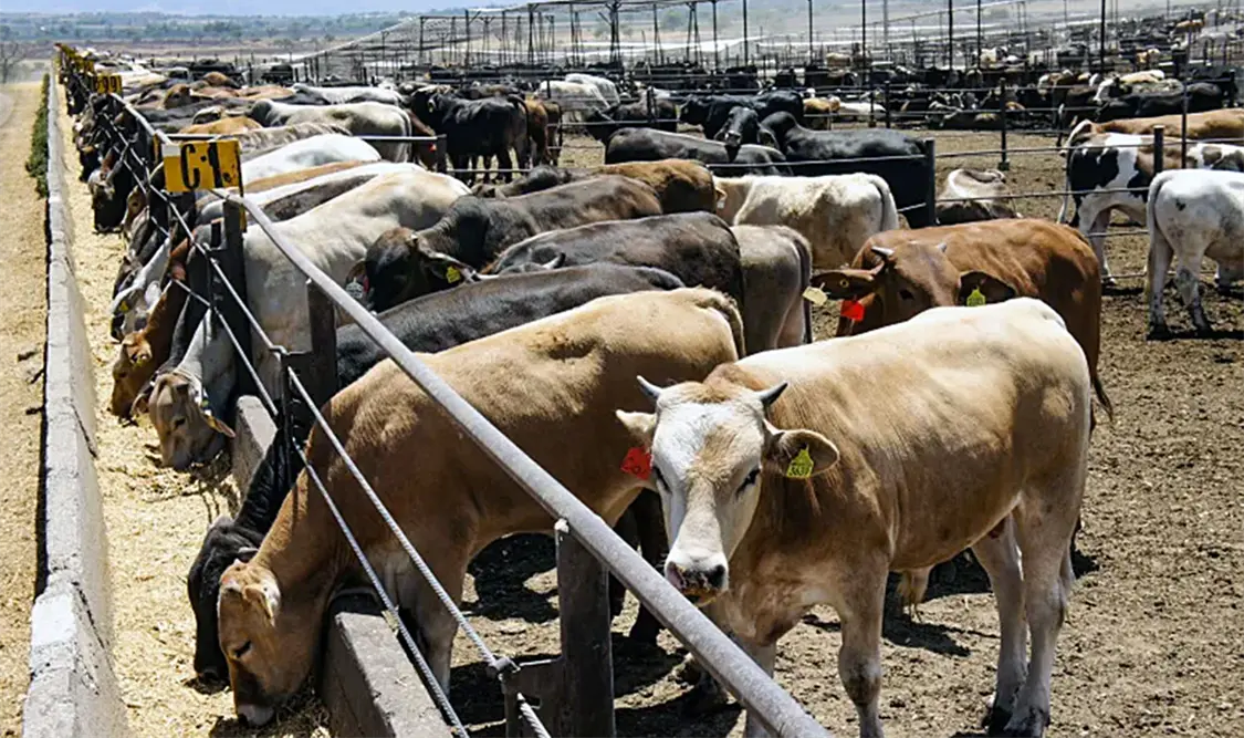 Participan 125 técnicos certificados ante Senasica en tareas de apoyo en combate de la infestación parasitaria en el estado. Cortesía