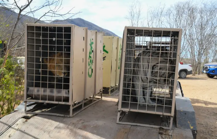 Violencia cierra refugio de animales