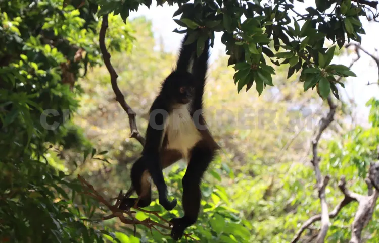 Activan protocolo para proteger a primates