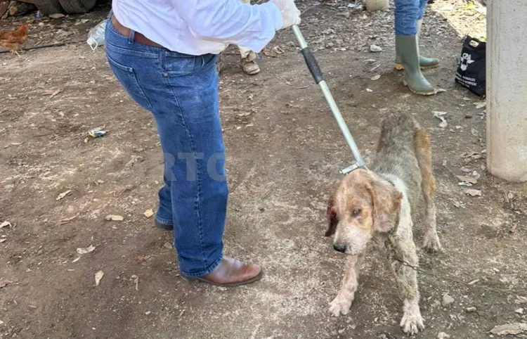 Tercer caso de miasis por gusano barrenador