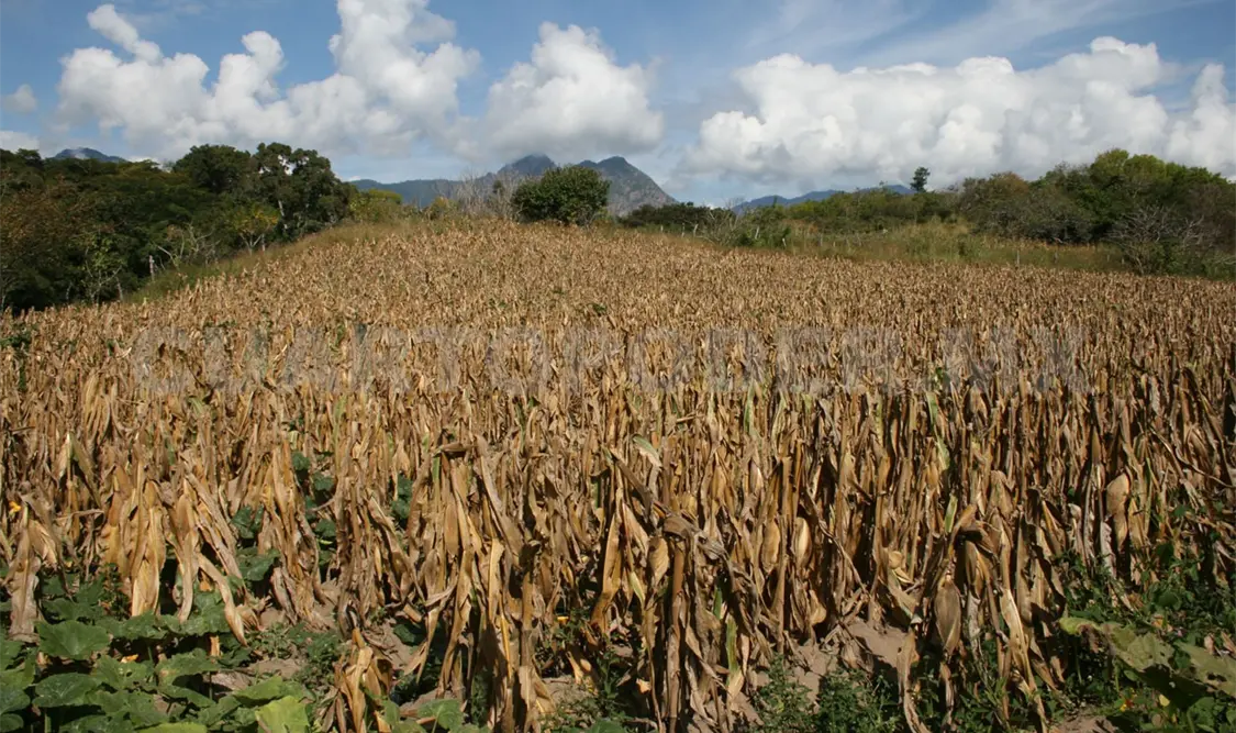 El Inifap trabaja con investigadores de otras instituciones y con productores de todas las regiones. Diego Pérez / CP