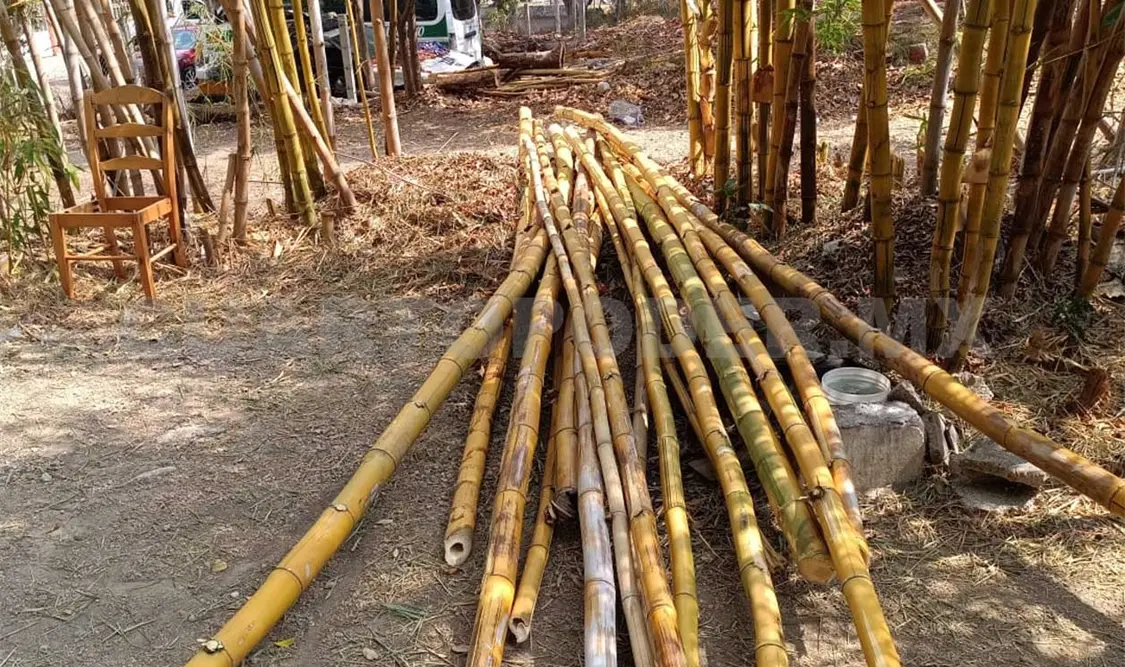 Particulares derribaron los ejemplares de bambú bajo el argumento de que hacían basura. Heriberto Ortiz / CP