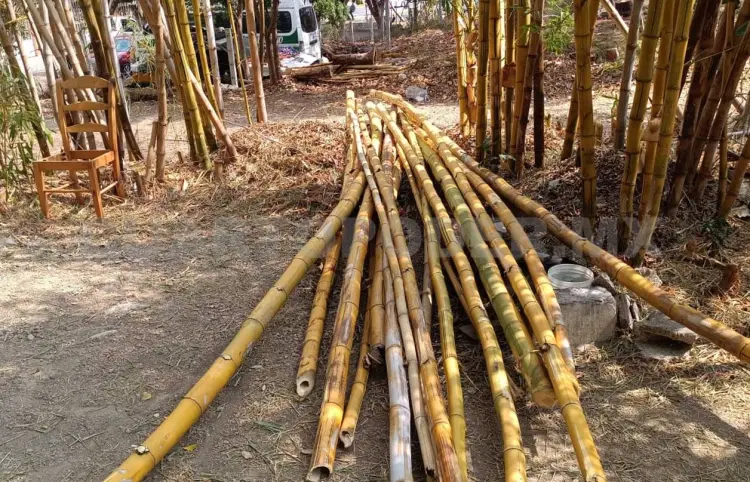 Denuncian ecocidio en zona verde de Tuxtla