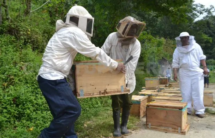 Piden acciones para preservar a las abejas