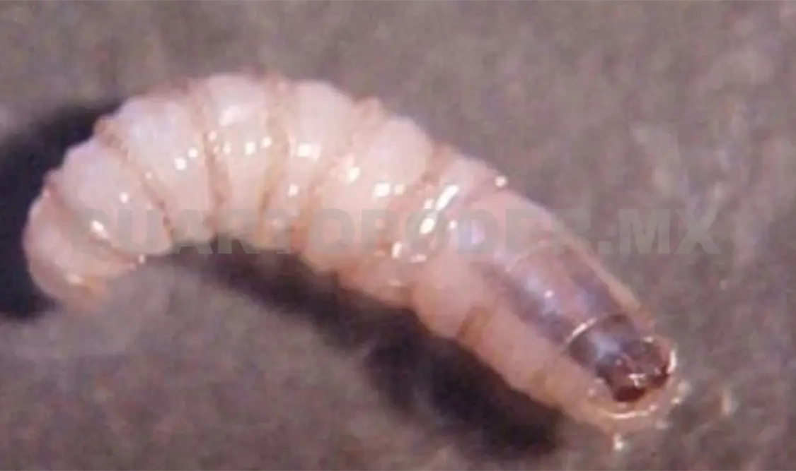 Ya son dos casos de miasis en Mapastepec