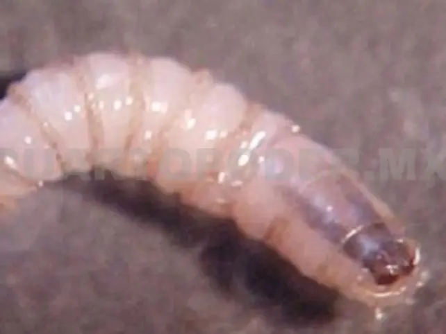 Ya son dos casos de miasis en Mapastepec