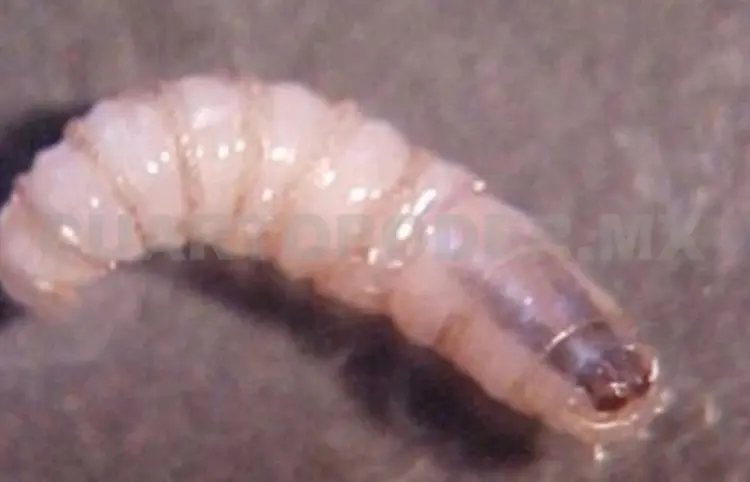 Ya son dos casos de miasis en Mapastepec